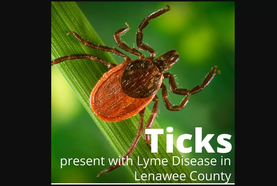 Tick Positive for Bacterium that Causes Lyme Disease Found in Lenawee ...