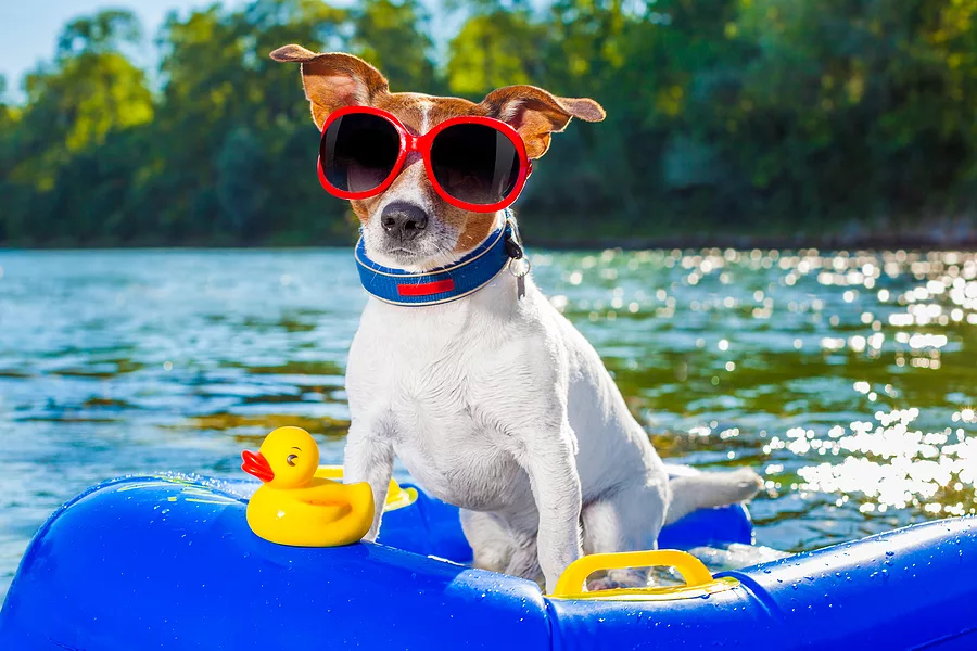 beach-summer-dog
