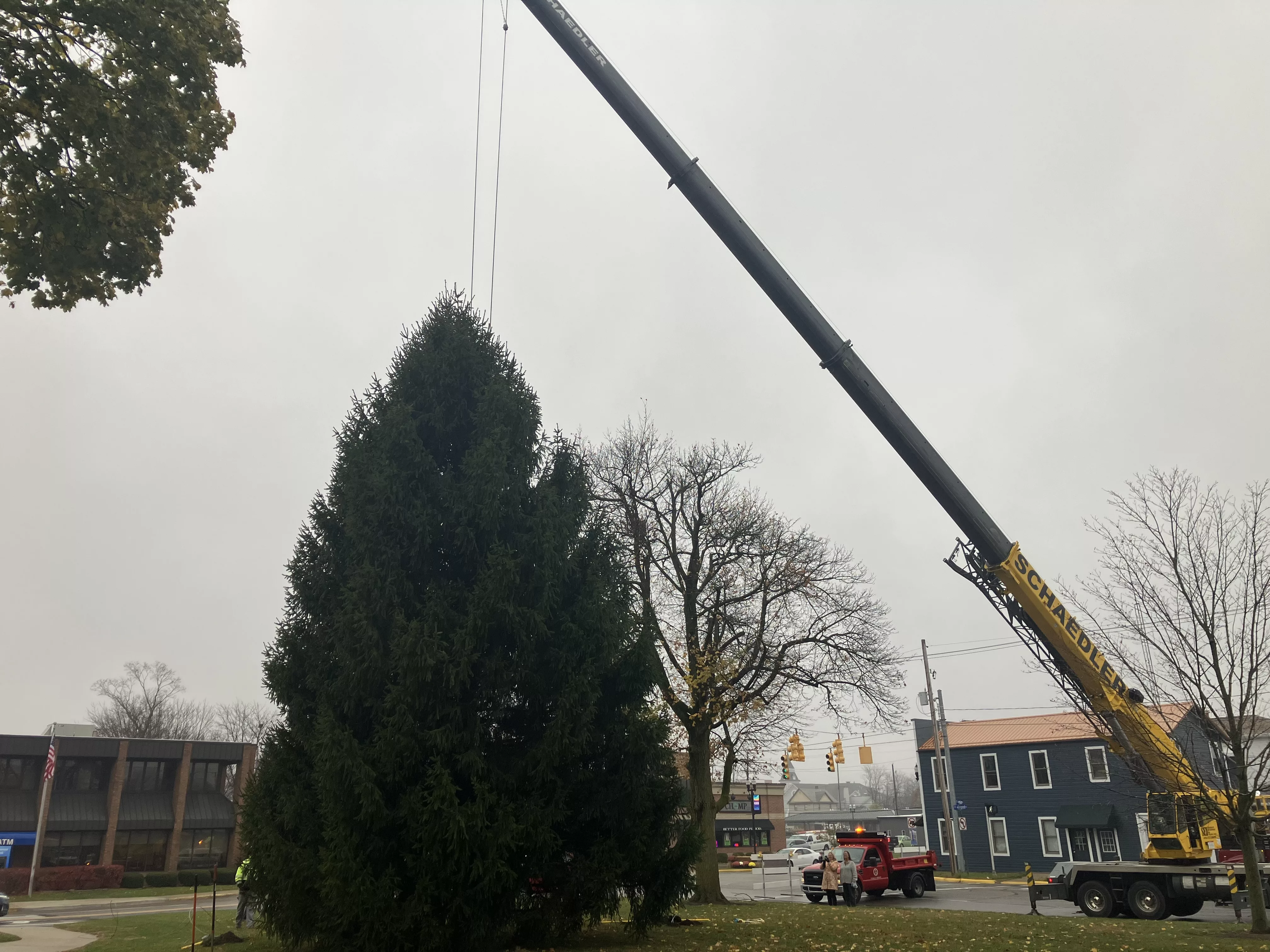 tree-2