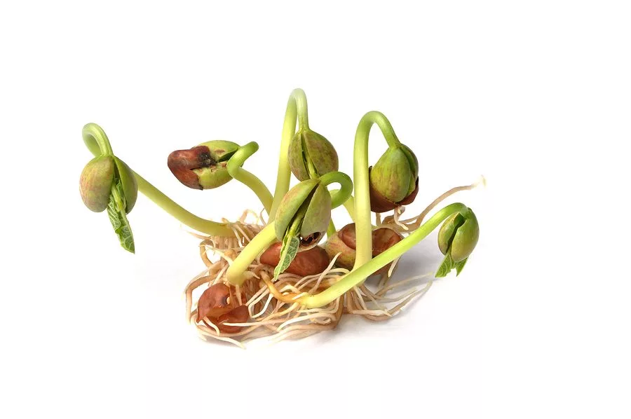 sprouts-of-bean