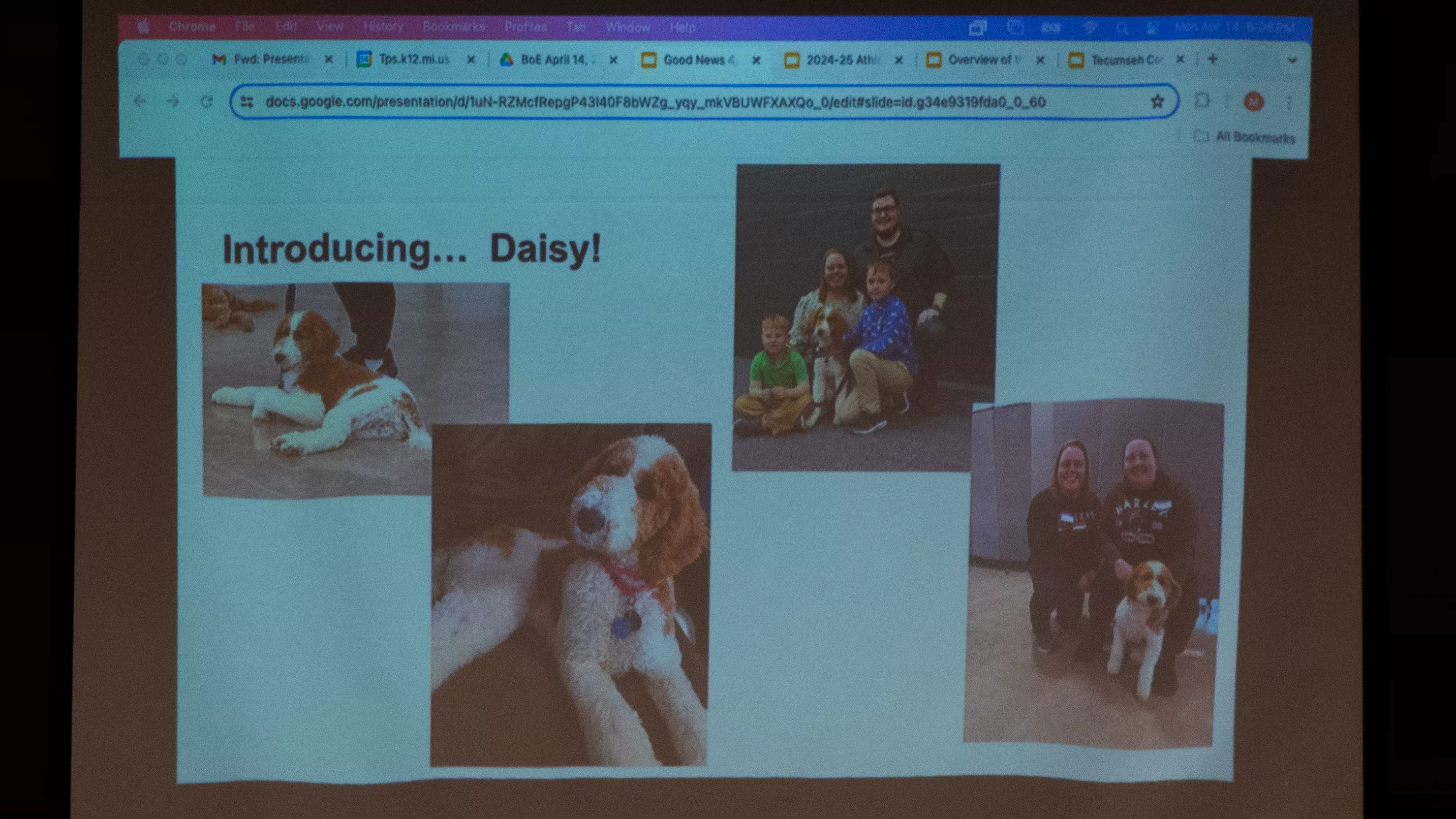 daisy-2