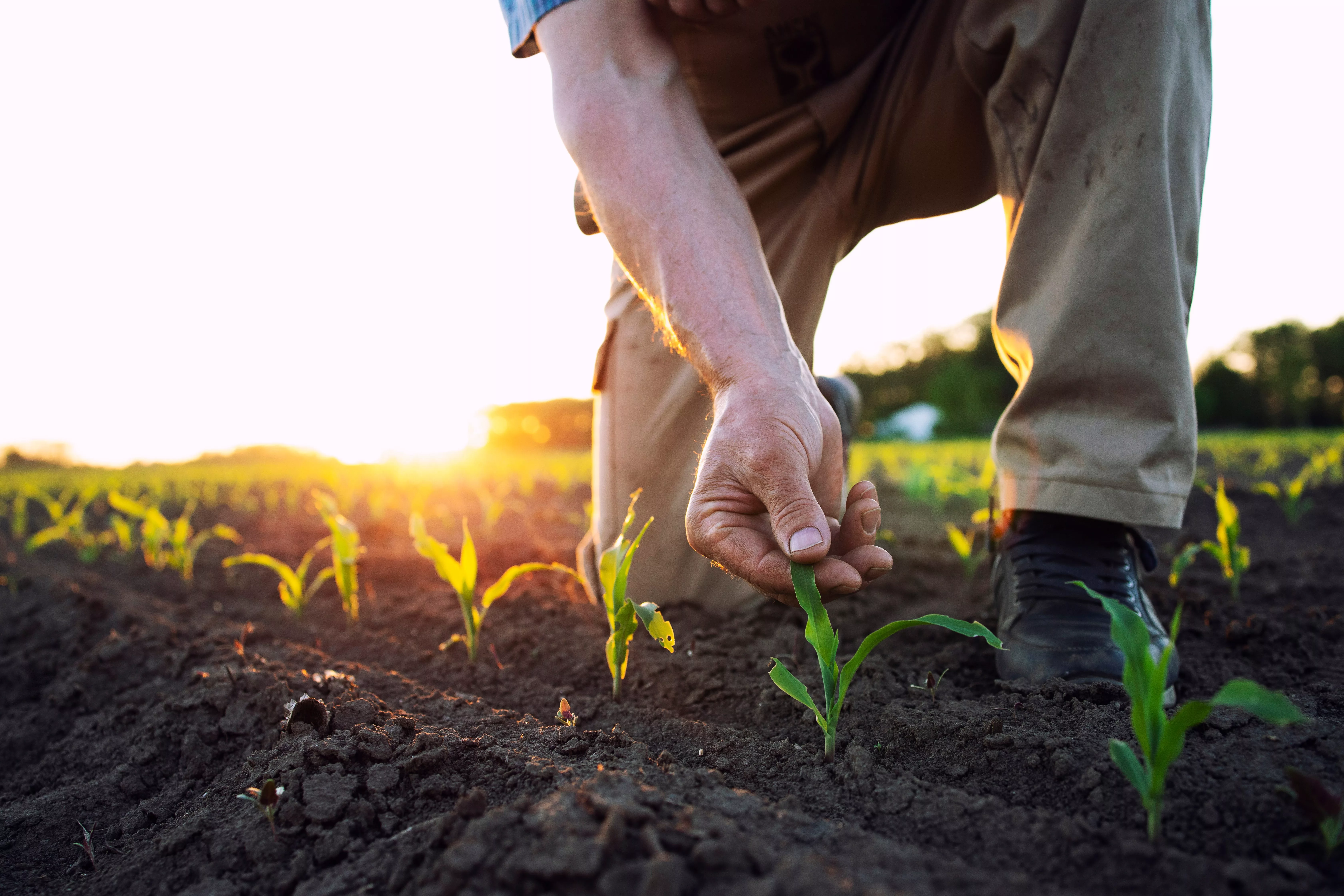 unrecognizable-field-worker-or-agronomist-checking-health-of-cor