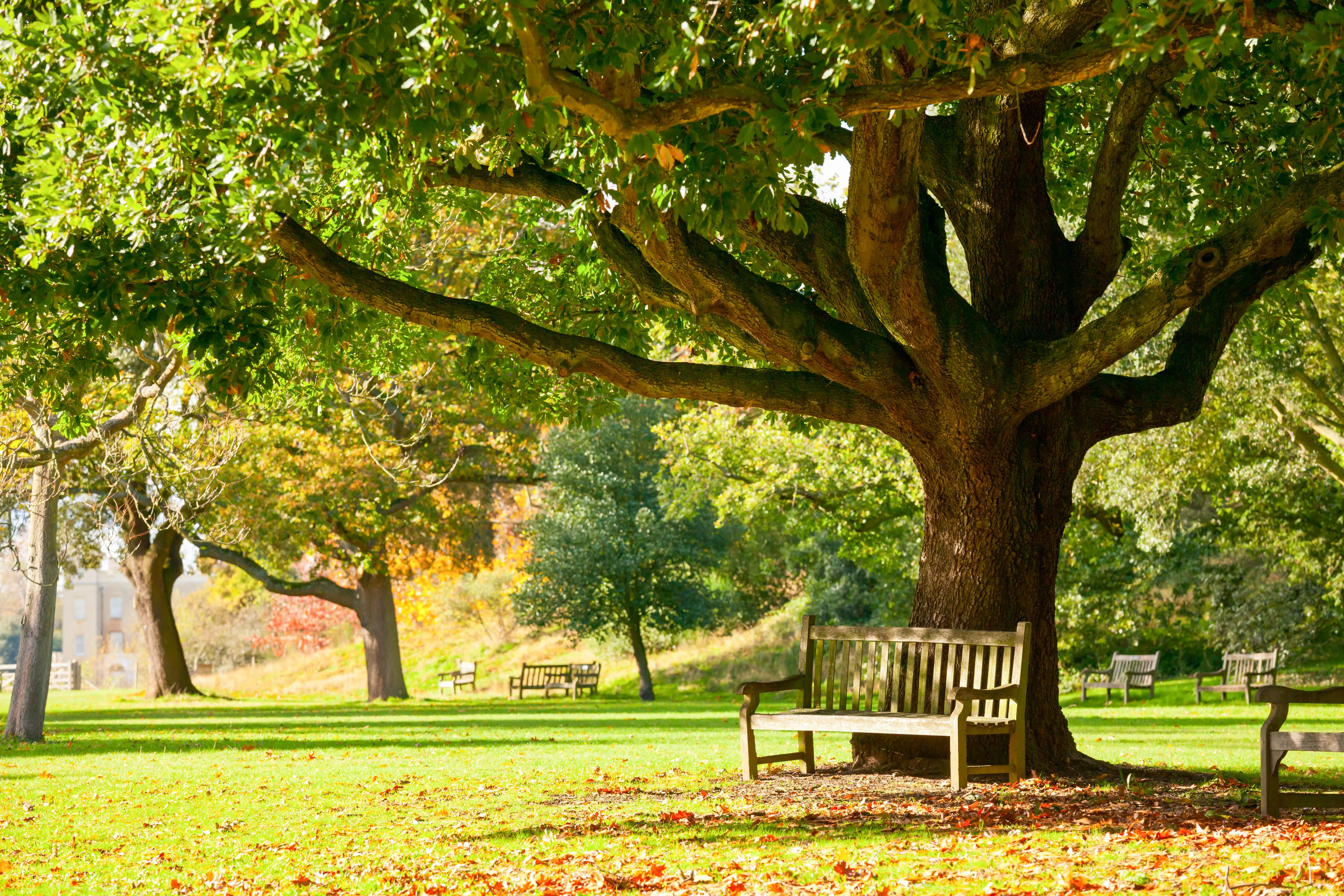 kew-gardens-park