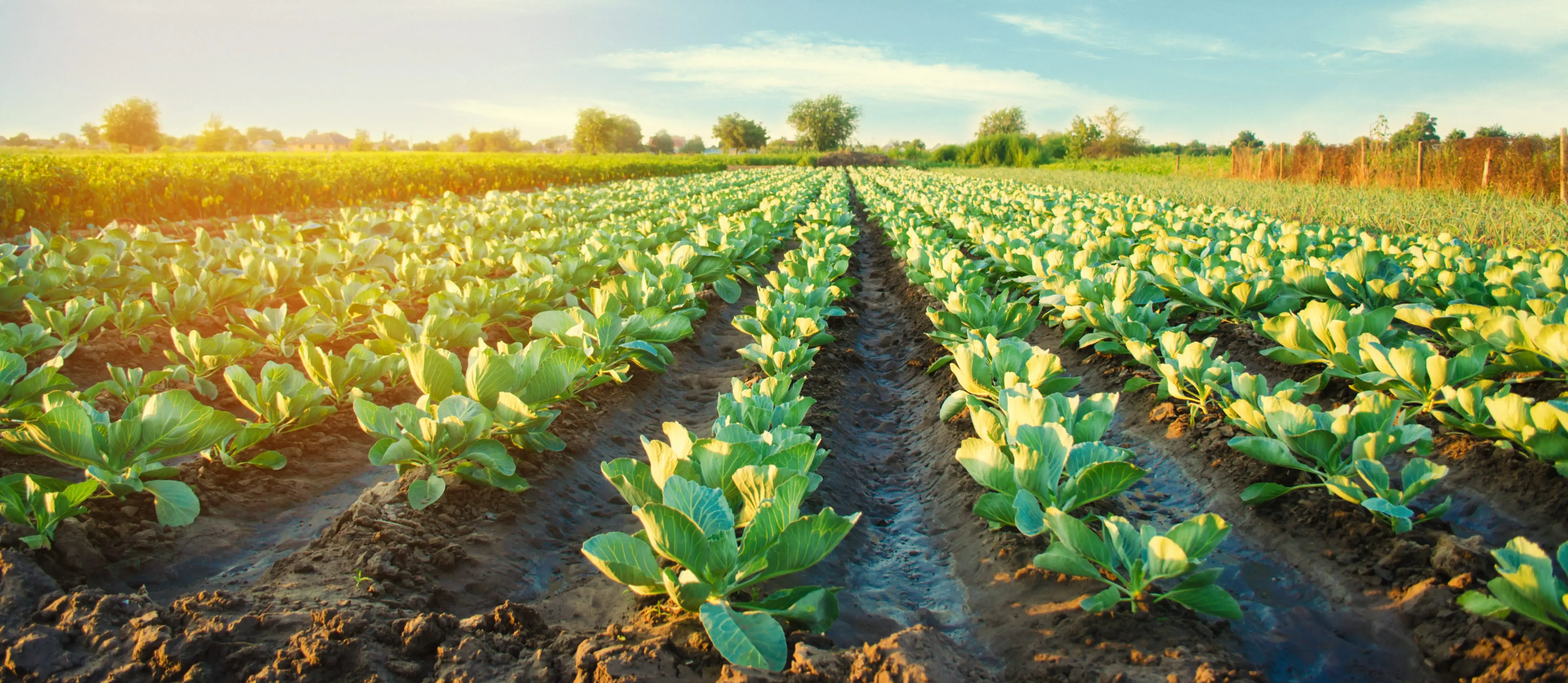cabbage-plantations-grow-in-the-field-vegetable-rows-farming-agriculture-landscape-with-agricultural-land-crops-selective-focus