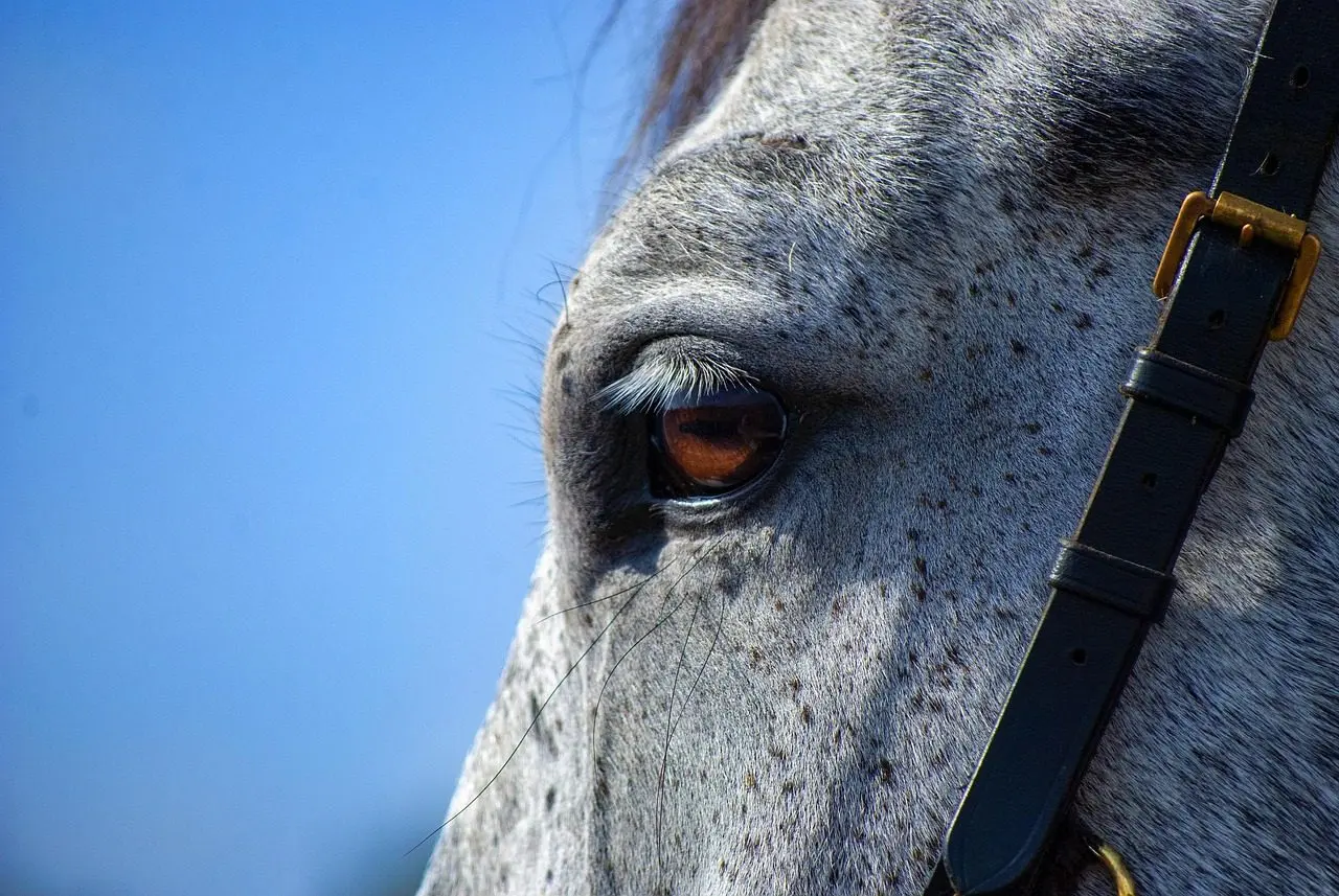 horse-5632882_1280