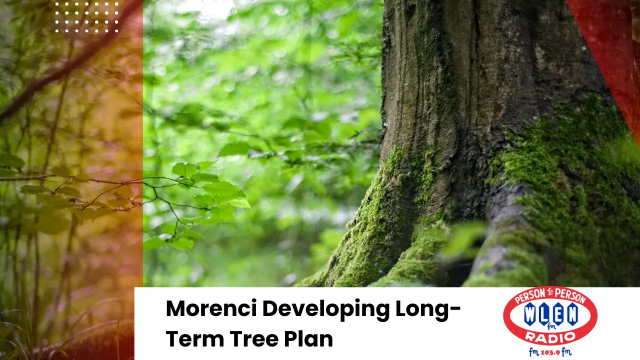 morenci-developing-long-term-tree-plan