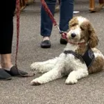 daisy-the-dog