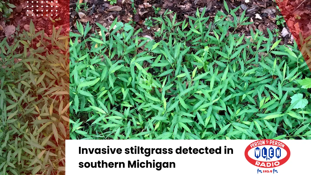 invasive-stiltgrass-detected-in-southern-michigan