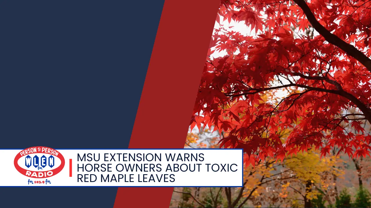 msu-extension-warns-horse-owners-about-toxic-red-maple-leaves