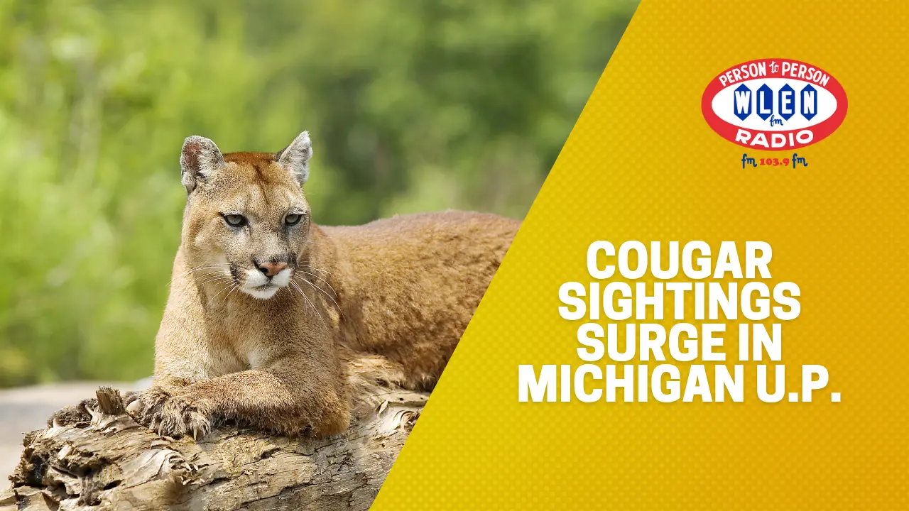 cougar-sightings-surge-in-michigan-u-p