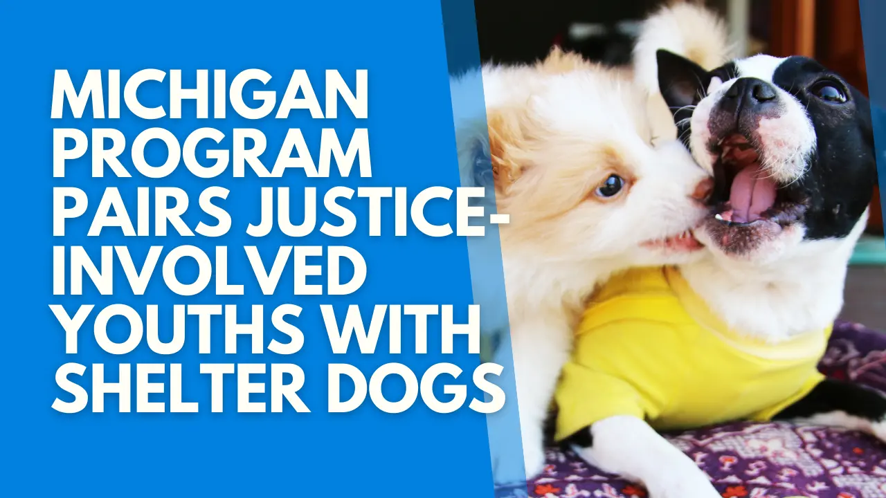 michigan-program-pairs-justice-involved-youths-with-shelter-dogs
