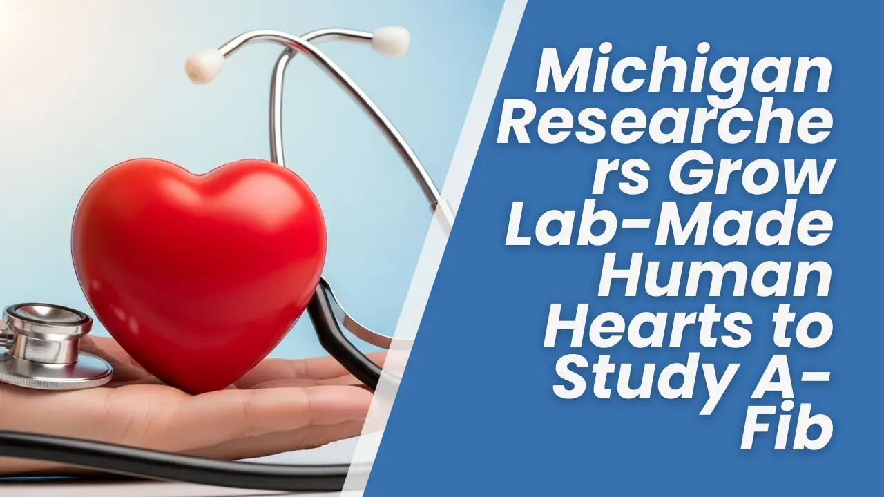 michigan-researchers-grow-lab-made-human-hearts-to-study-a-fib