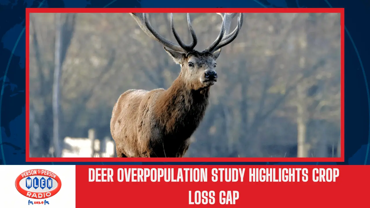 deer-overpopulation-study-highlights-crop-loss-gap