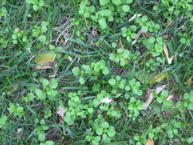 Fall Control of Winter Annual Weeds | WKDZ Radio