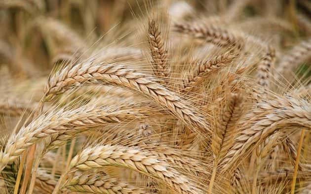 wheat-pic