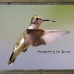 latf-hummingbird-ron-jackson