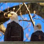 latf-eagles-ronjackson