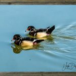 latf-pair-of-male-wood-ducks-hughduguid
