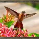 latf-hummingbird-ronjackson