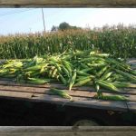 latf-rogerssisters-sweet-corn-available-at-the-shop-up-the-road-smith-rogers
