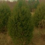 11-25-19-lbl-christmas-trees