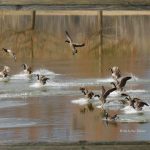 latf-geese-landing-at-liberty-park-ronjackson