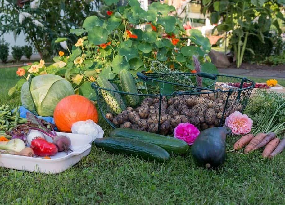 Fall Vegetable Gardens | WKDZ Radio