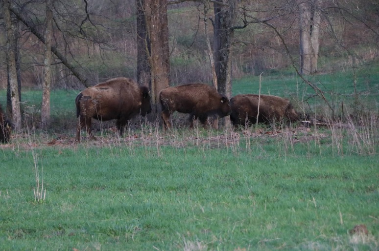 LBL Bison Auction Announced For February 11 - Vimarsana News