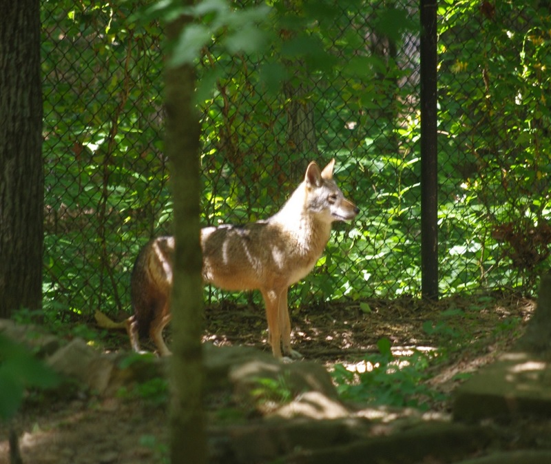 New Wolf Joins Woodland Nature Station - Vimarsana News