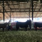 wksf-cattle-show-2019