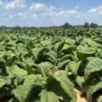 2021-corn-soybean-tobacco-fd-14-1
