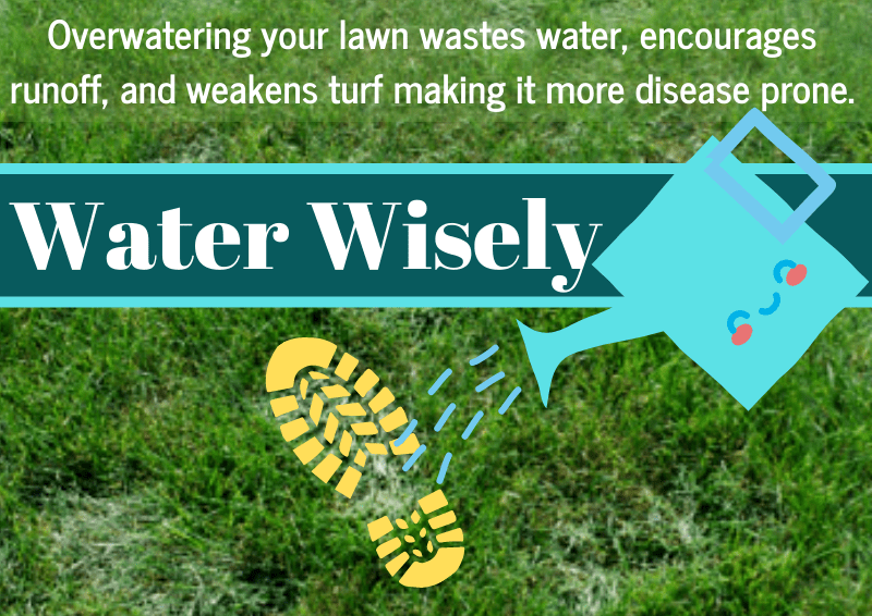 Summer Watering - Vimarsana News