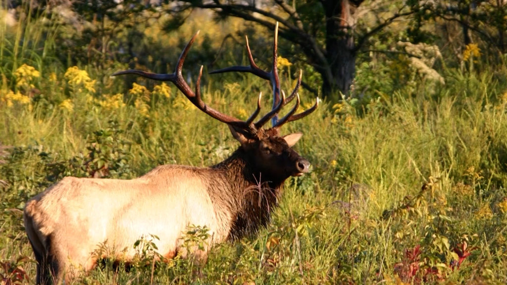 Kentucky Fish And Wildlife Opens Elk Quota Applications | WKDZ Radio