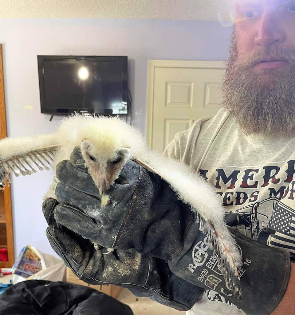 Barn Owls Relocated In Southern Trigg County - Vimarsana News
