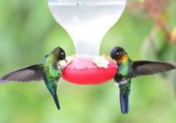 Jeffers Bend Hummingbird Festival Set for Sunday - Vimarsana News