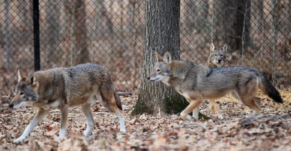 LBL's Four New Red Wolves A Celebration For Conservation WKDZ Radio
