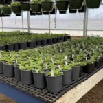 Christian-Co-Greenhouse-15