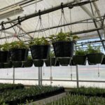 Christian-Co-Greenhouse-16