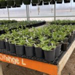 Christian-Co-Greenhouse-17