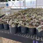 Christian-Co-Greenhouse-19