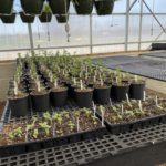 Christian-Co-Greenhouse-20