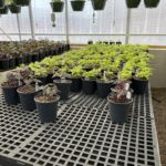 Christian-Co-Greenhouse-21