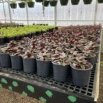 Christian-Co-Greenhouse-22