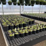 Christian-Co-Greenhouse-23