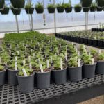 Christian-Co-Greenhouse-24