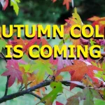 autumn-cold-5