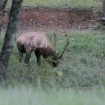 100723-Elk-4