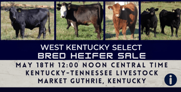 spring-heifer-sale-0524-635x325-2