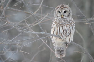 Barred Owl; photo courtesy of Wikipedia