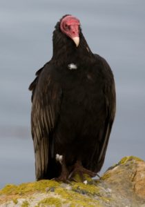 Turkey Vulture; photo courtesy of Wikimedia